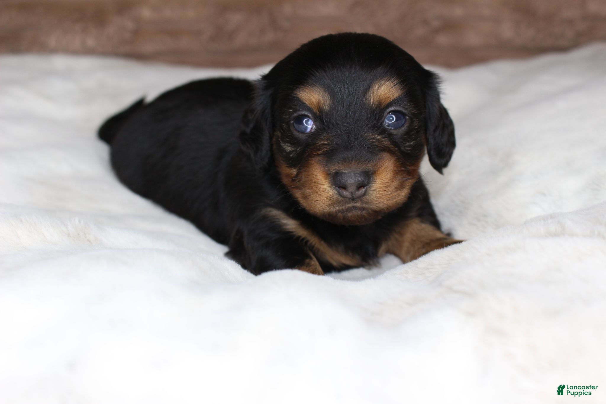 Miniature Dachshund dogs Puppy Lacy - Ad 13
