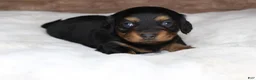 Miniature Dachshund dogs for sale: Puppy Lacy - Ad 1
