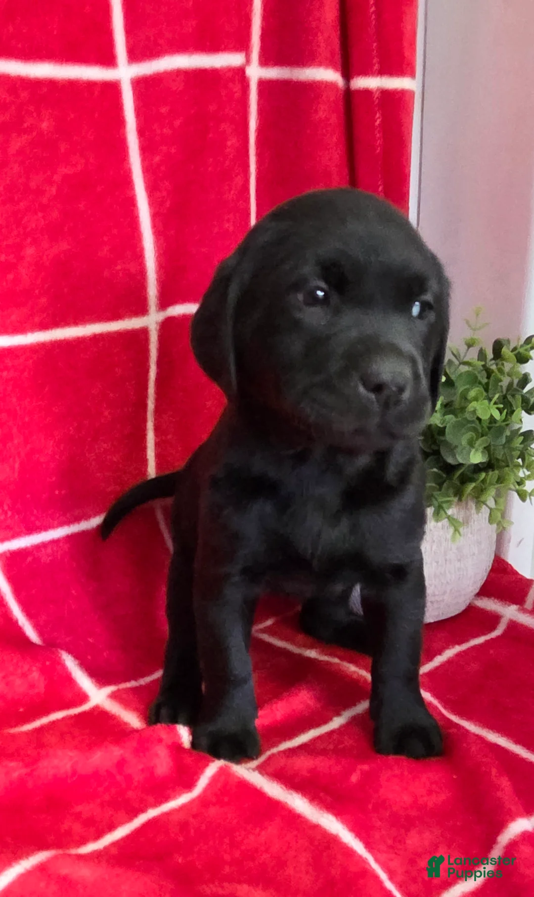 Labrador Retriever dogs for sale: Raven - Ad 2