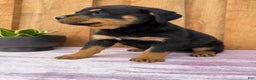 Rottweiler dogs for sale: Raven - Ad 5