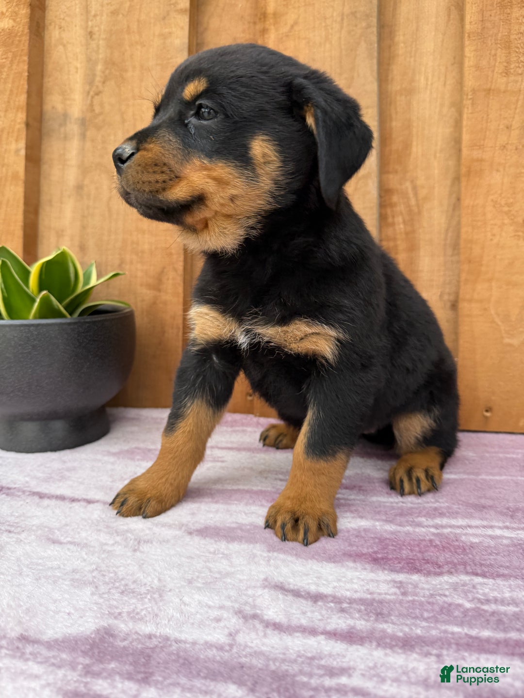Rottweiler dogs for sale: Raven - Ad 5