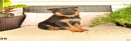 German Shepherd dogs for sale: Lily - Ad 1