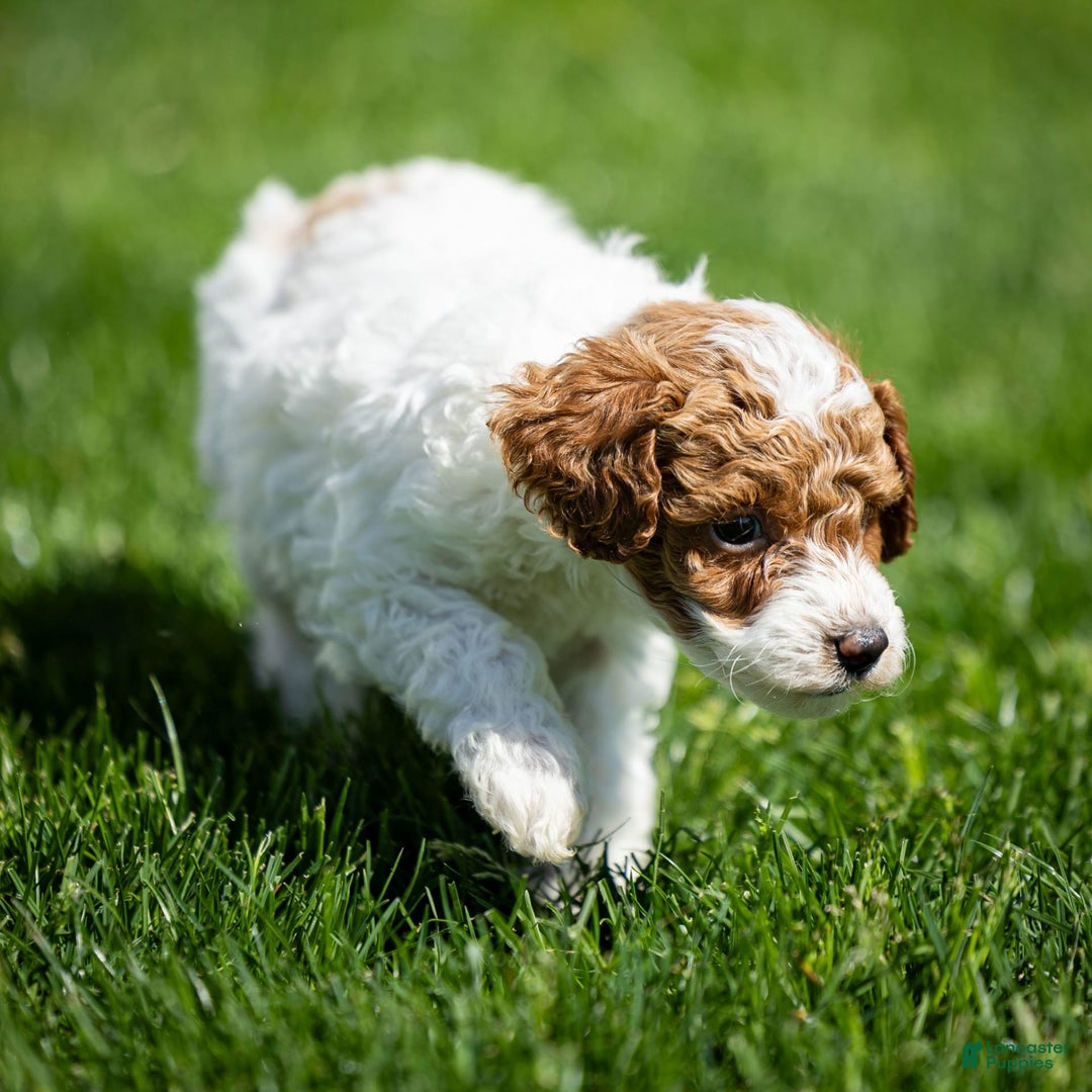 Toy Poodle dogs for sale: Rusty Scout - Ad 13