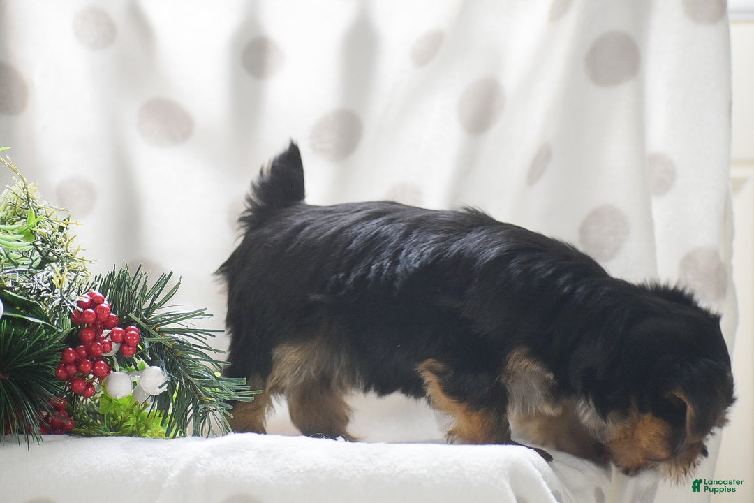 Yorkshire Terrier dogs for sale: Paprika - Ad 3