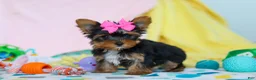 Yorkshire Terrier dogs for sale: Callie - Ad 7