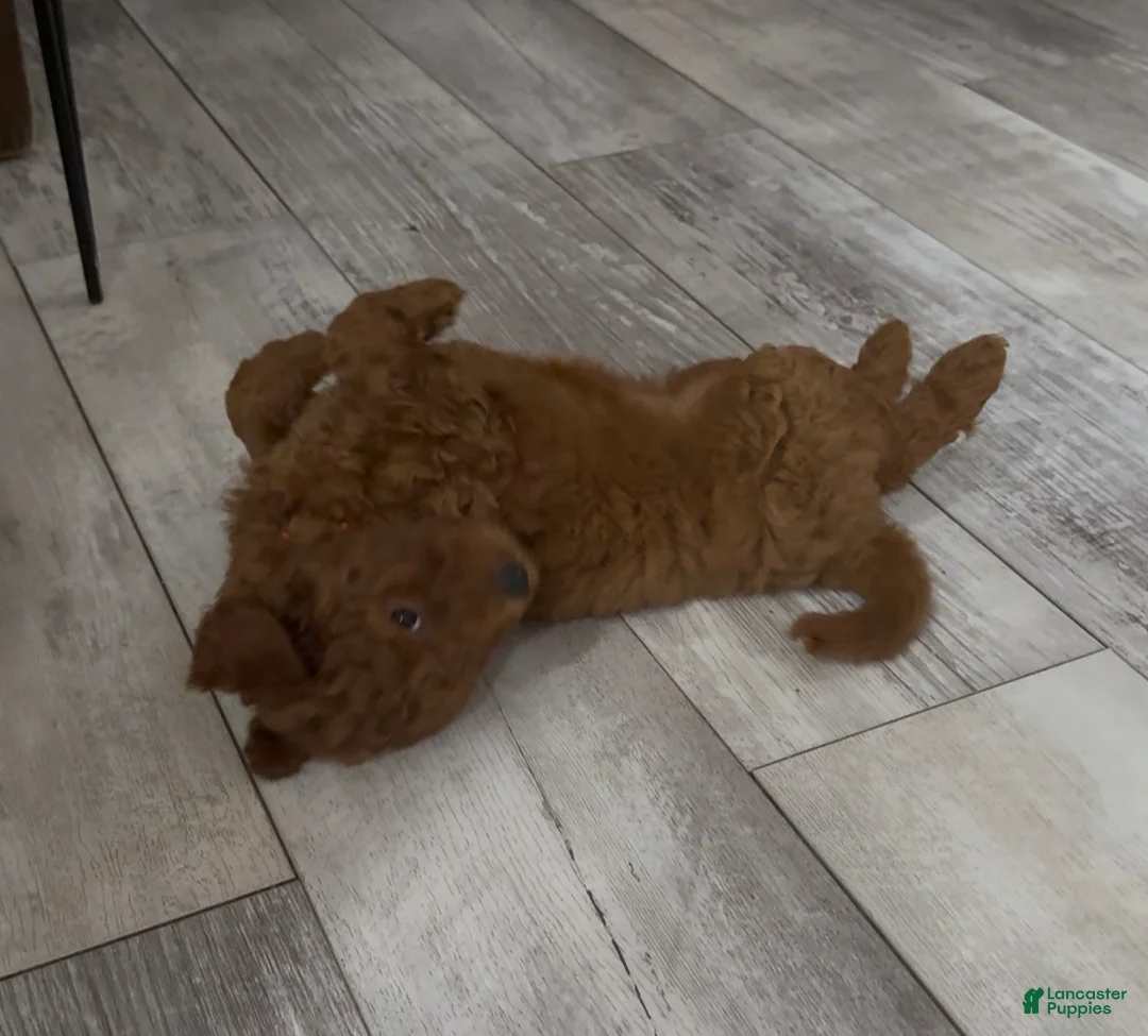 Goldendoodle dogs for sale: Goldendoodle 8 Rusty - Ad 2