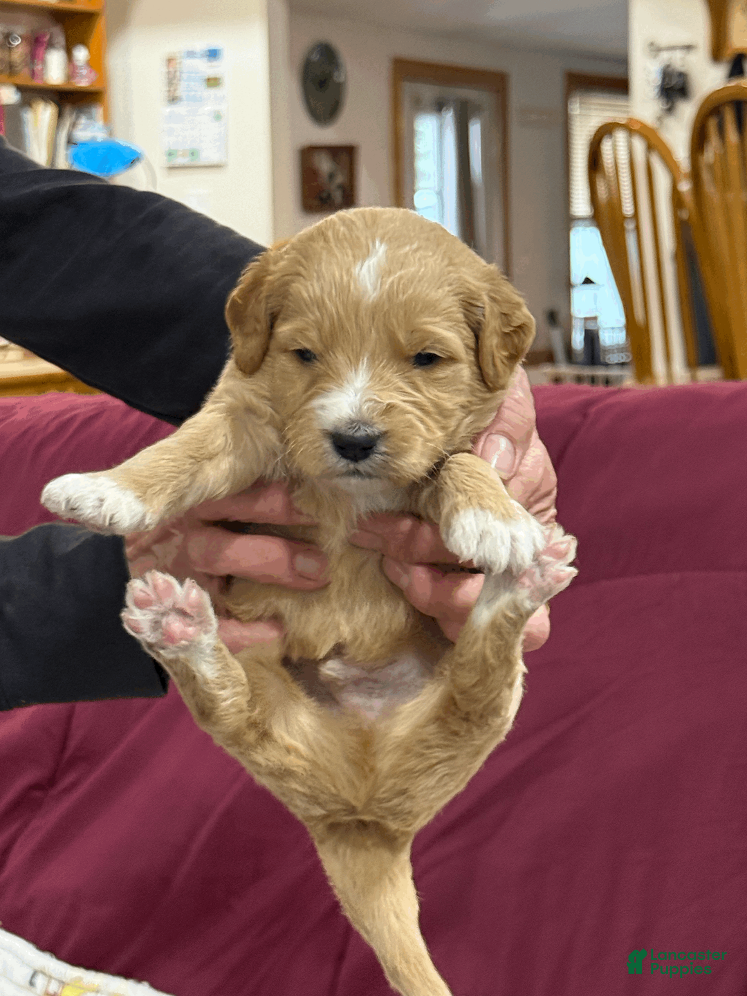 Goldendoodle dogs for sale: Blue - Ad 2