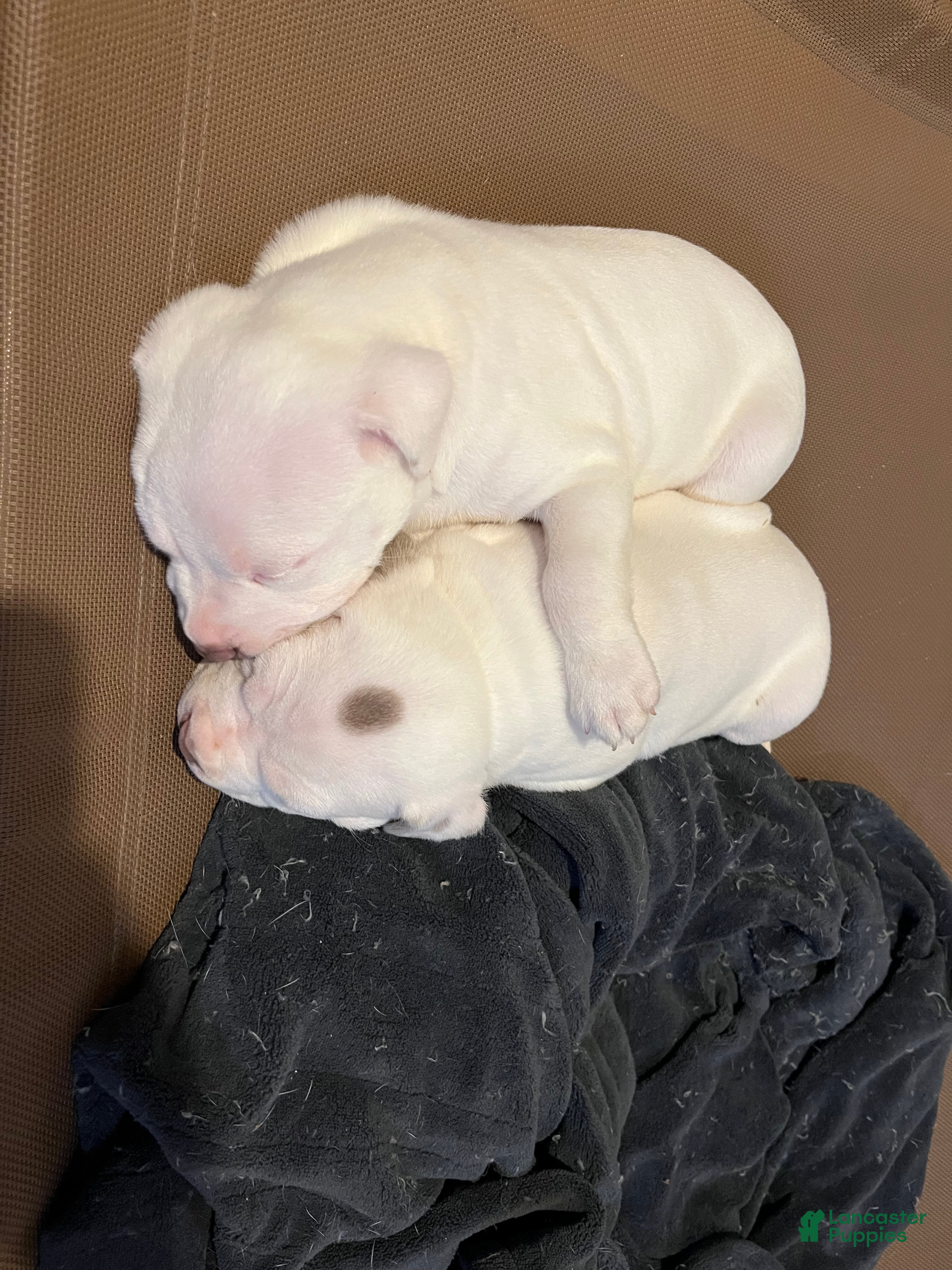 American Bully dogs for sale: American Bully Puppy 4 - Ad 4