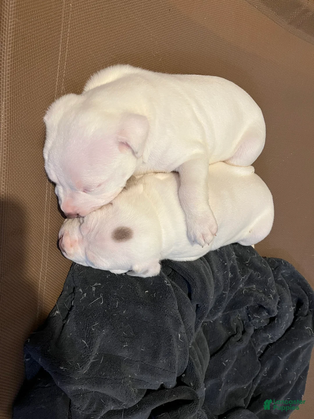 American Bully dogs for sale: American Bully Puppy 4 - Ad 1