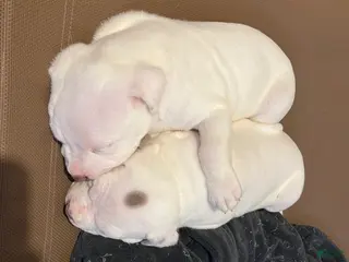 American Bully dogs American Bully Puppy 4 - Ad 4