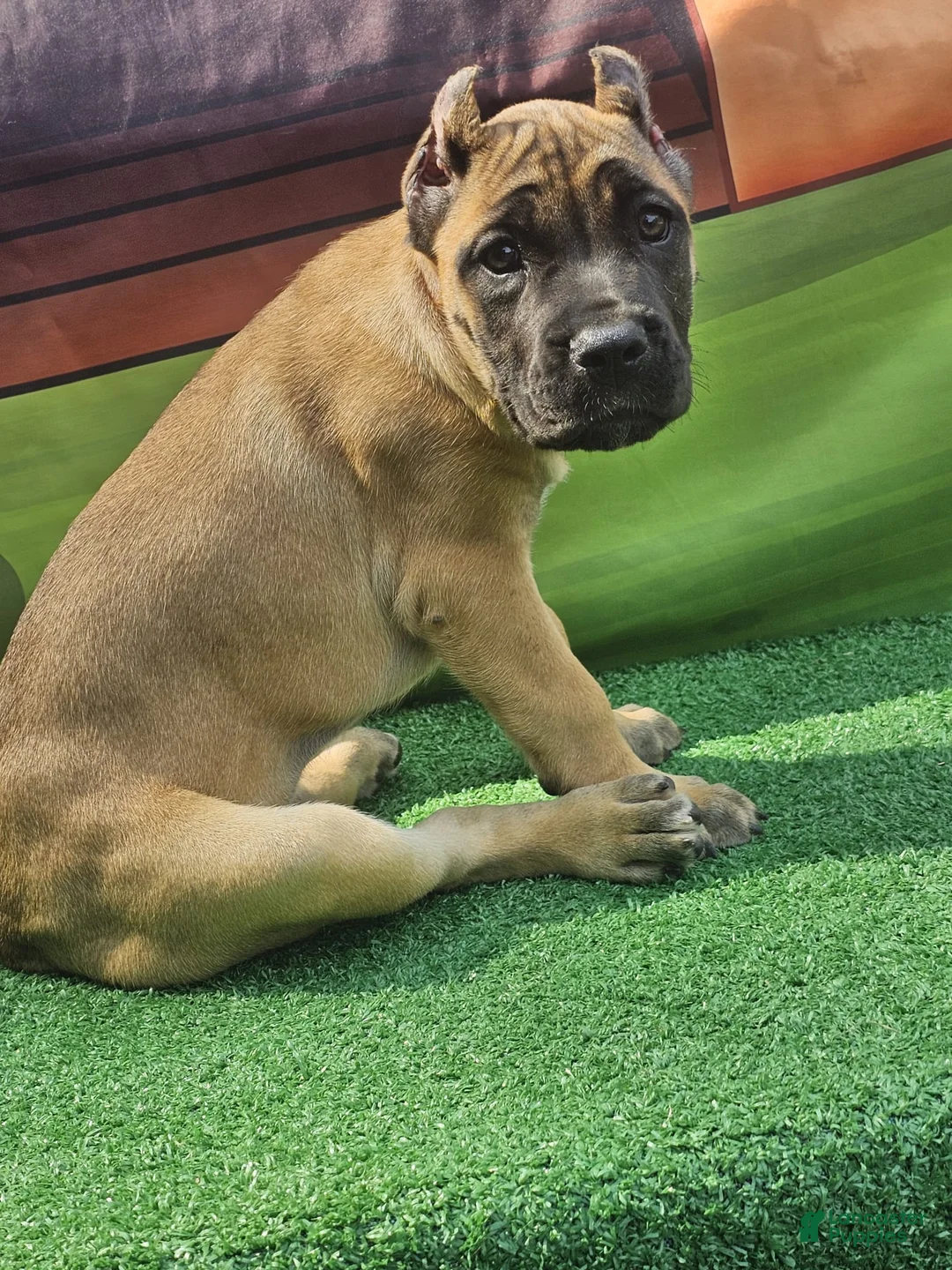 Cane Corso dogs for sale: INDIA - Ad 1