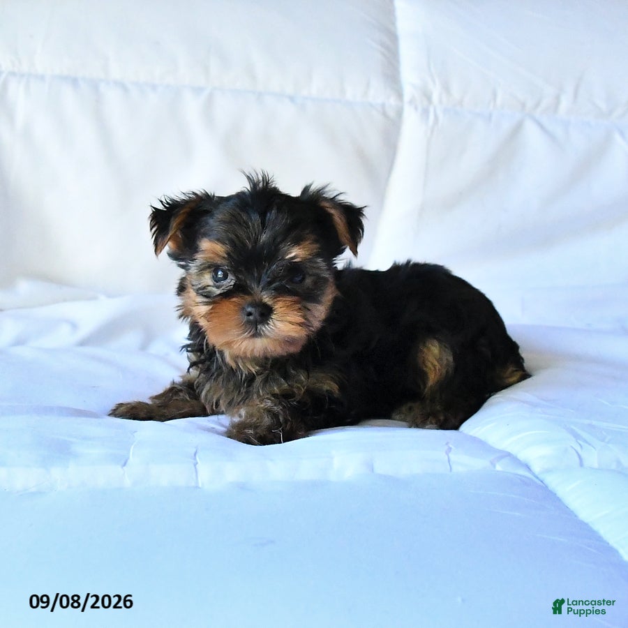 Yorkshire Terrier dogs Bandit - Ad 1