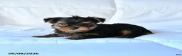 Yorkshire Terrier dogs for sale: Bandit - Ad 1