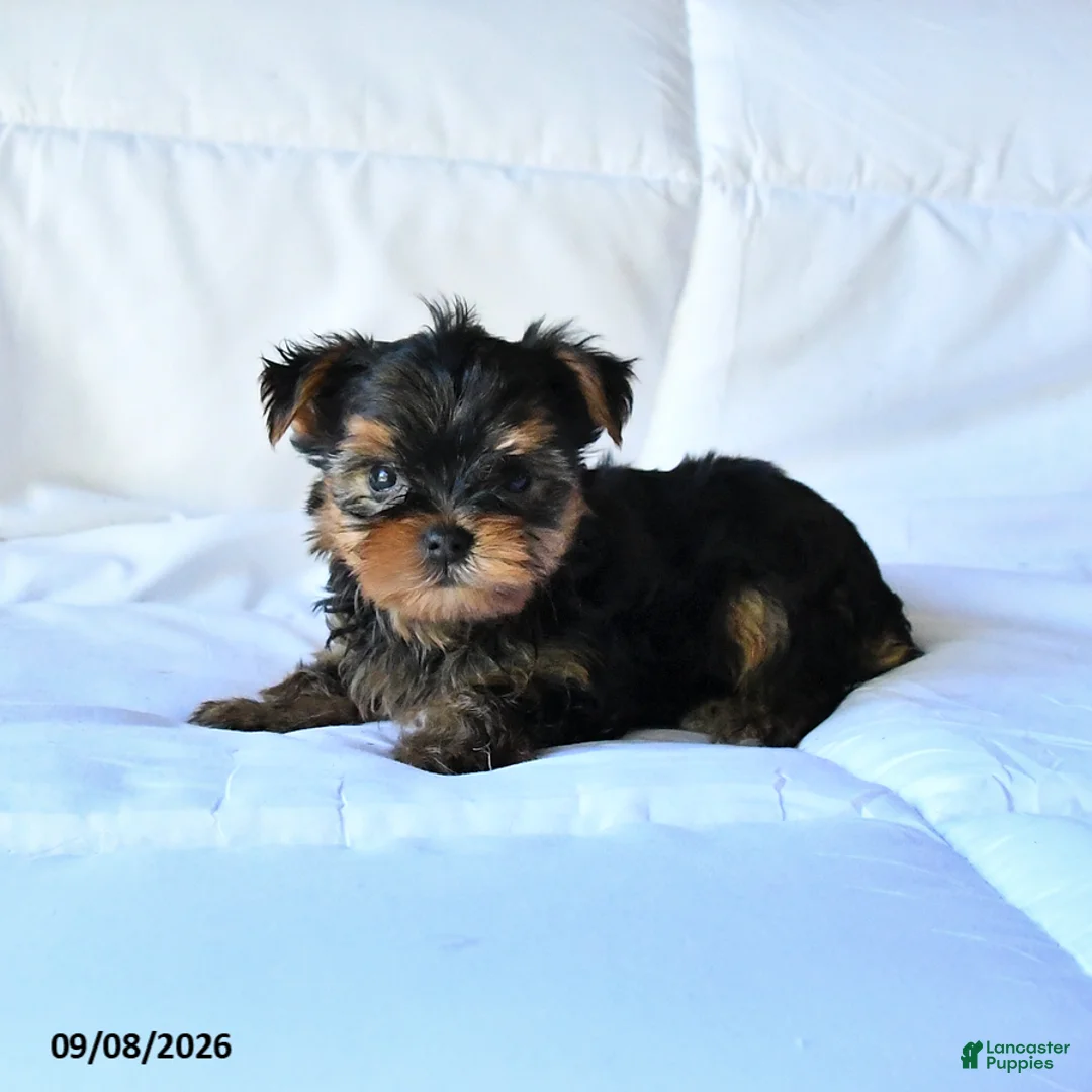 Yorkshire Terrier dogs for sale: Bandit - Ad 1