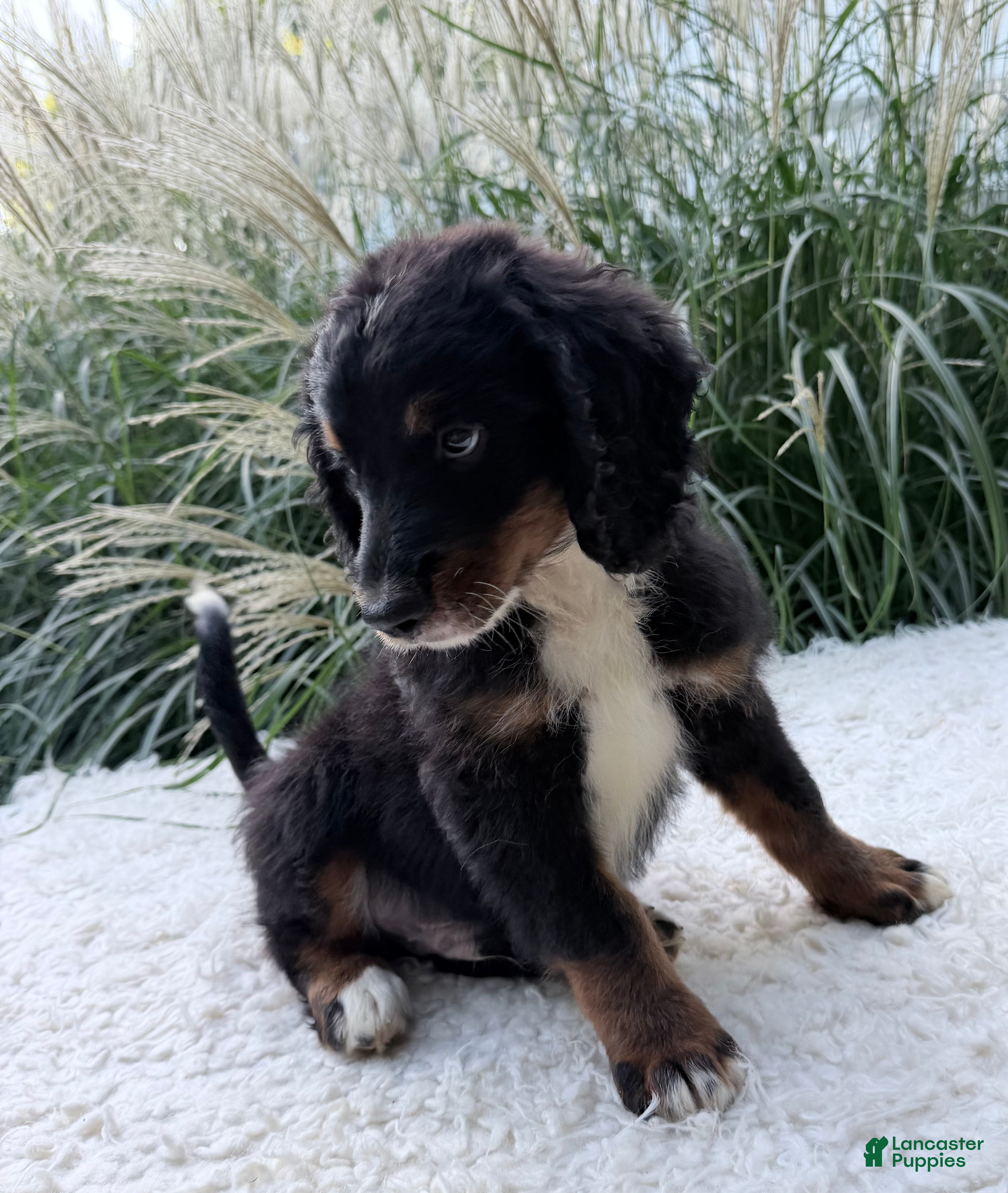 Bernedoodle dogs Stevie  - Ad 1