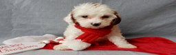 Cavapoo dogs for sale: Snowball - Ad 3