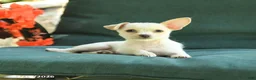 Chihuahua dogs for sale: Pal - Ad 3