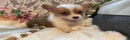 Welsh Corgi Pembroke dogs for sale: Summer - Ad 3