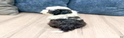 Havanese dogs for sale: Hailey - Ad 5