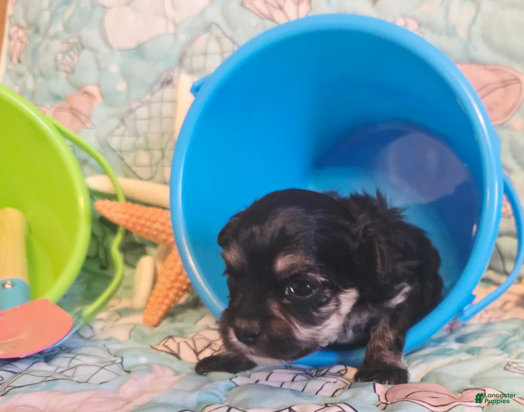 Toy Poodle dogs for sale: Tiny Mazie - Ad 1