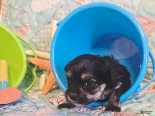 Toy Poodle dogs Tiny Mazie - Ad 11