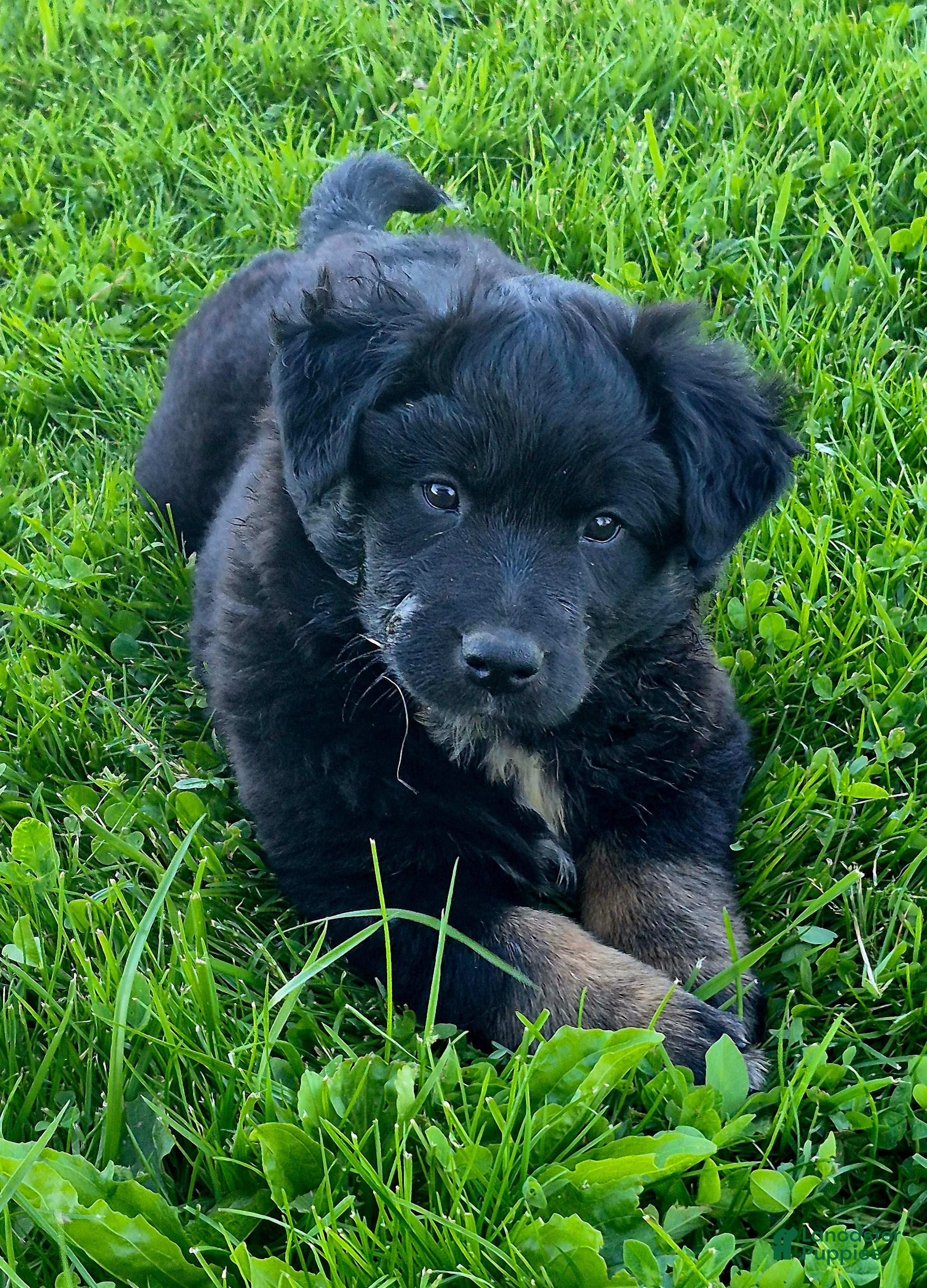 Australian Shepherd dogs Australian Shepherd Puppy 3 - Ad 2