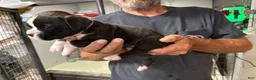 Boxer dogs for sale: Liberty - Ad 10