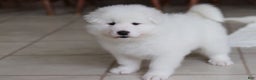 Samoyed dogs for sale: Hank - Ad 21