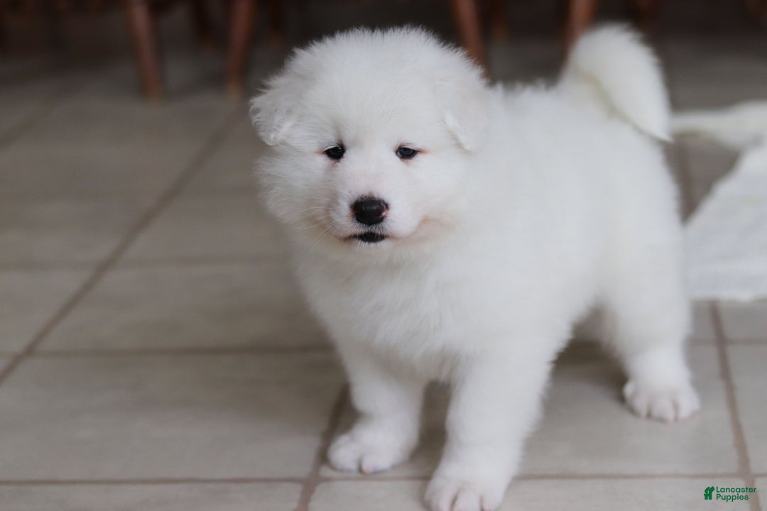 Samoyed dogs for sale: Hank - Ad 21
