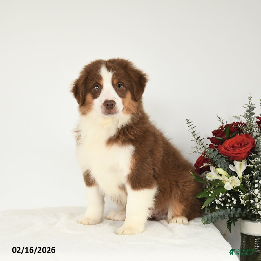 Miniature Australian Shepherd dogs Max - Ad 1