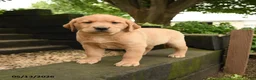Labrador Retriever dogs for sale: Foxi - Ad 4