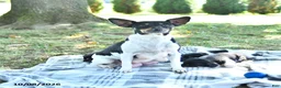 Rat Terrier dogs for sale: Zuma - Ad 6