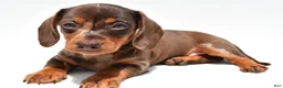 Miniature Dachshund dogs for sale: Teresa - Ad 2