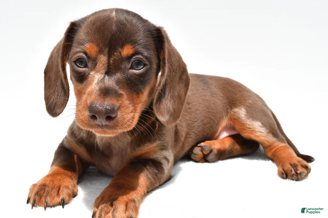 Miniature Dachshund dogs for sale: Teresa - Ad 2