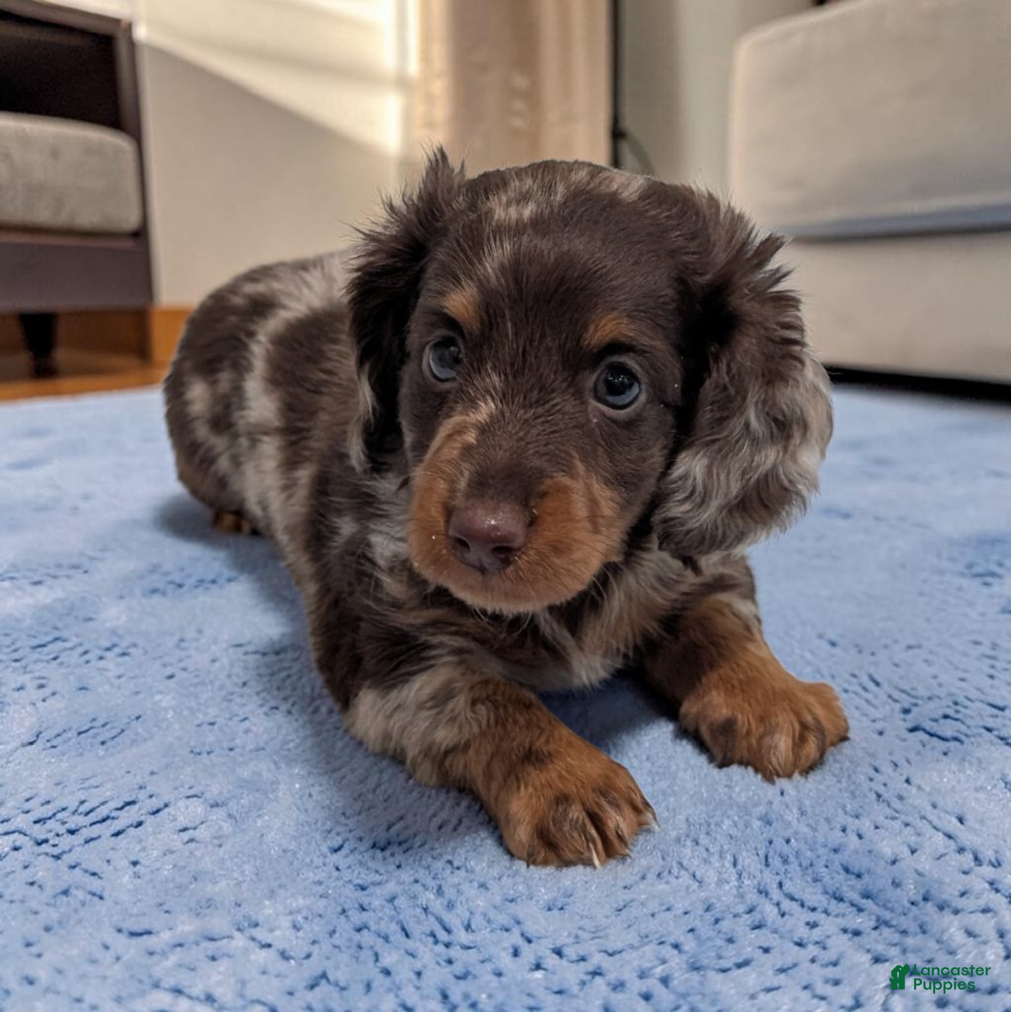 Miniature Dachshund dogs Asher - Ad 2