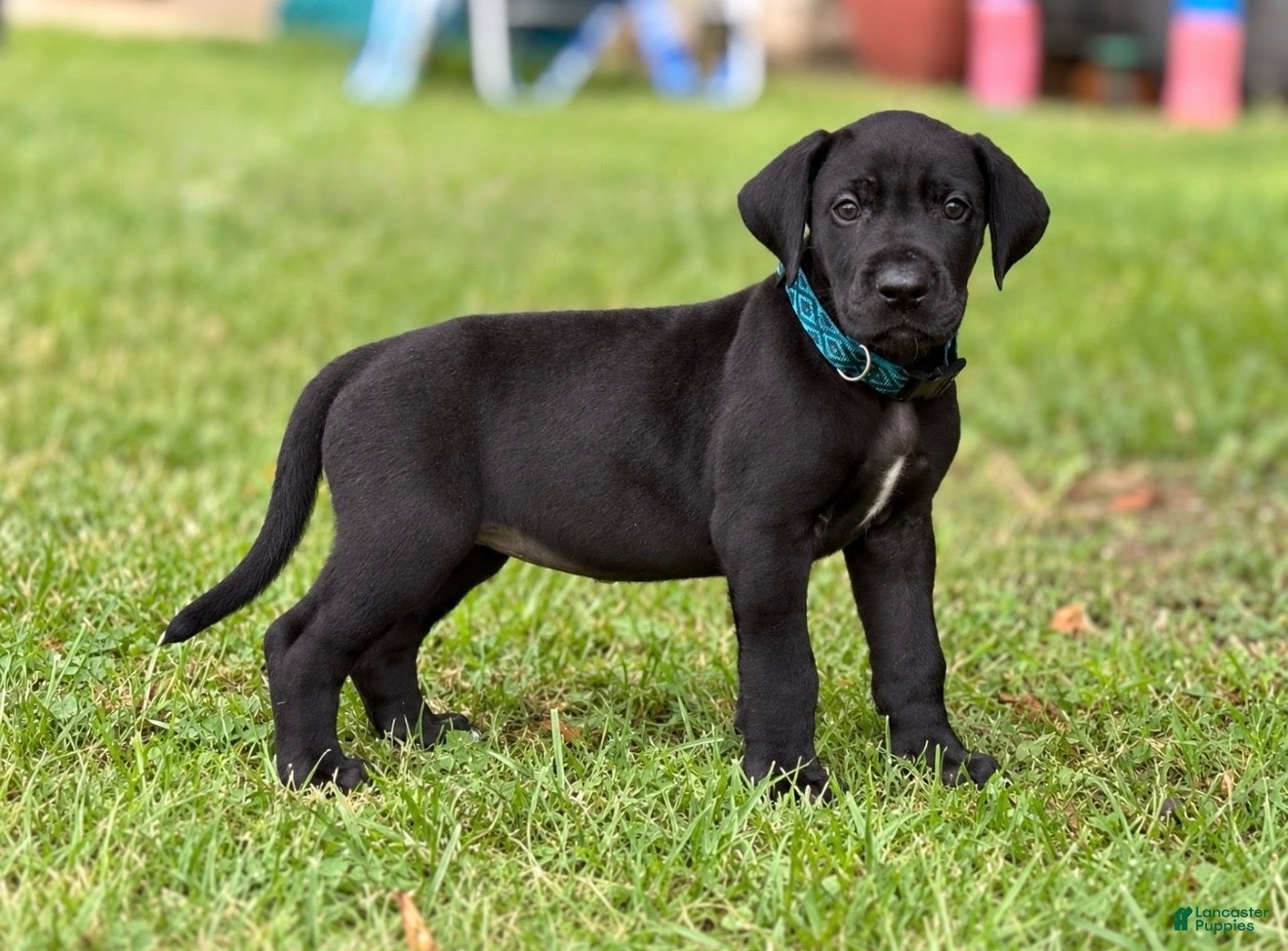 Great Dane dogs Male  - Ad 1