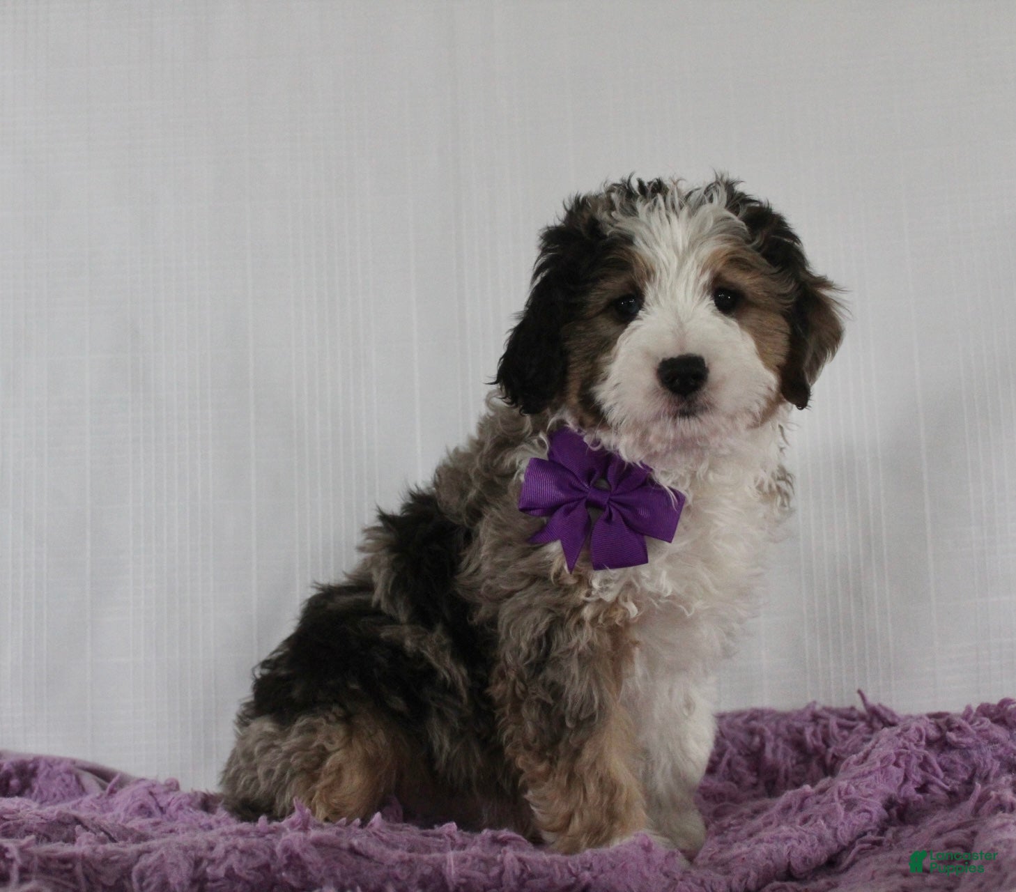 Mini Aussiedoodle dogs Odie - Ad 1
