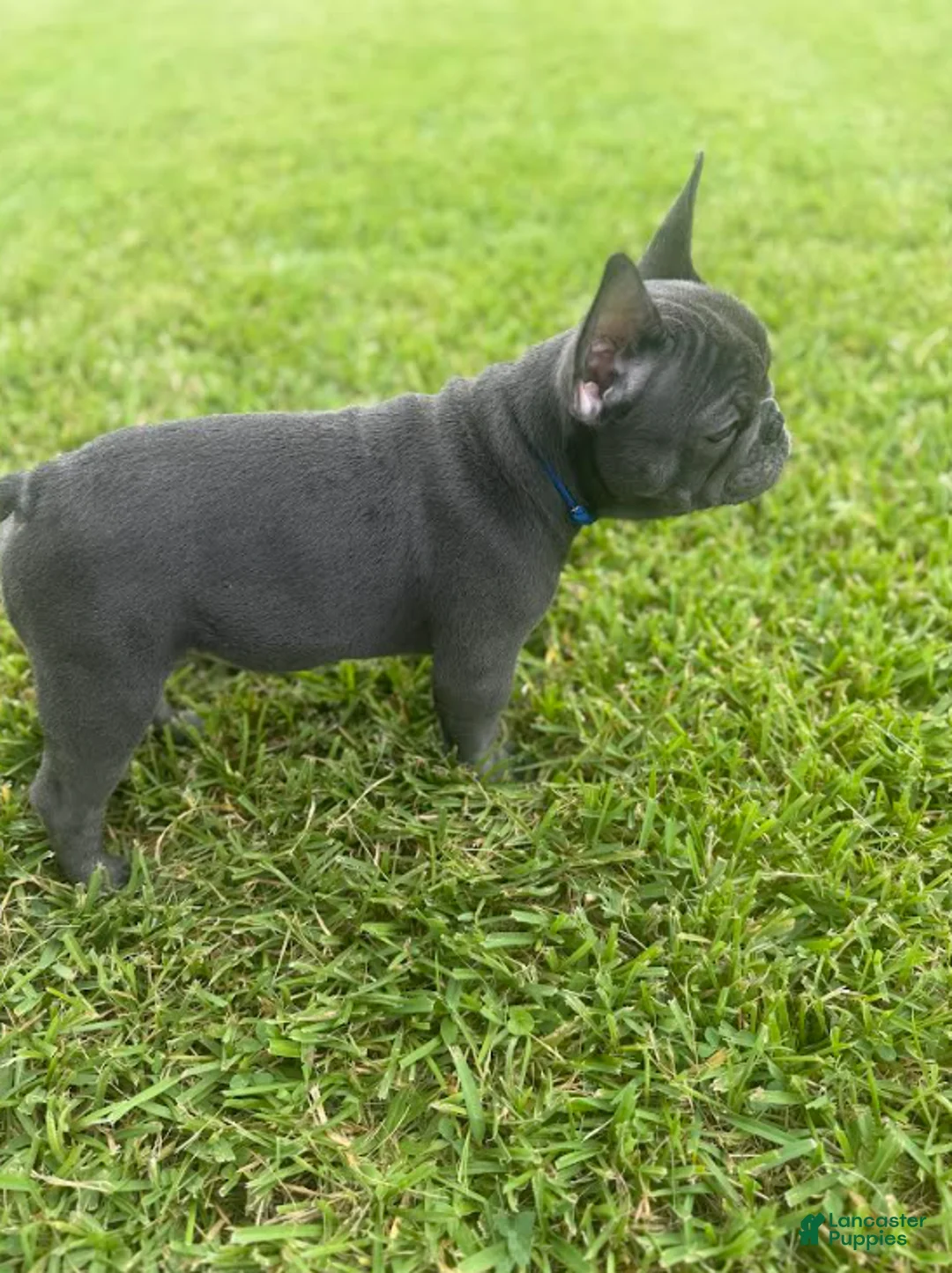 French Bulldog dogs for sale: Dark Blue Collar - Ad 2