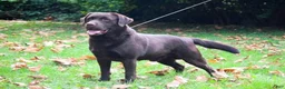 Labrador Retriever dogs for sale: Elijah - Ad 7