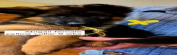 German Shepherd dogs for sale: German Shepherd yellow collar - Ad 2