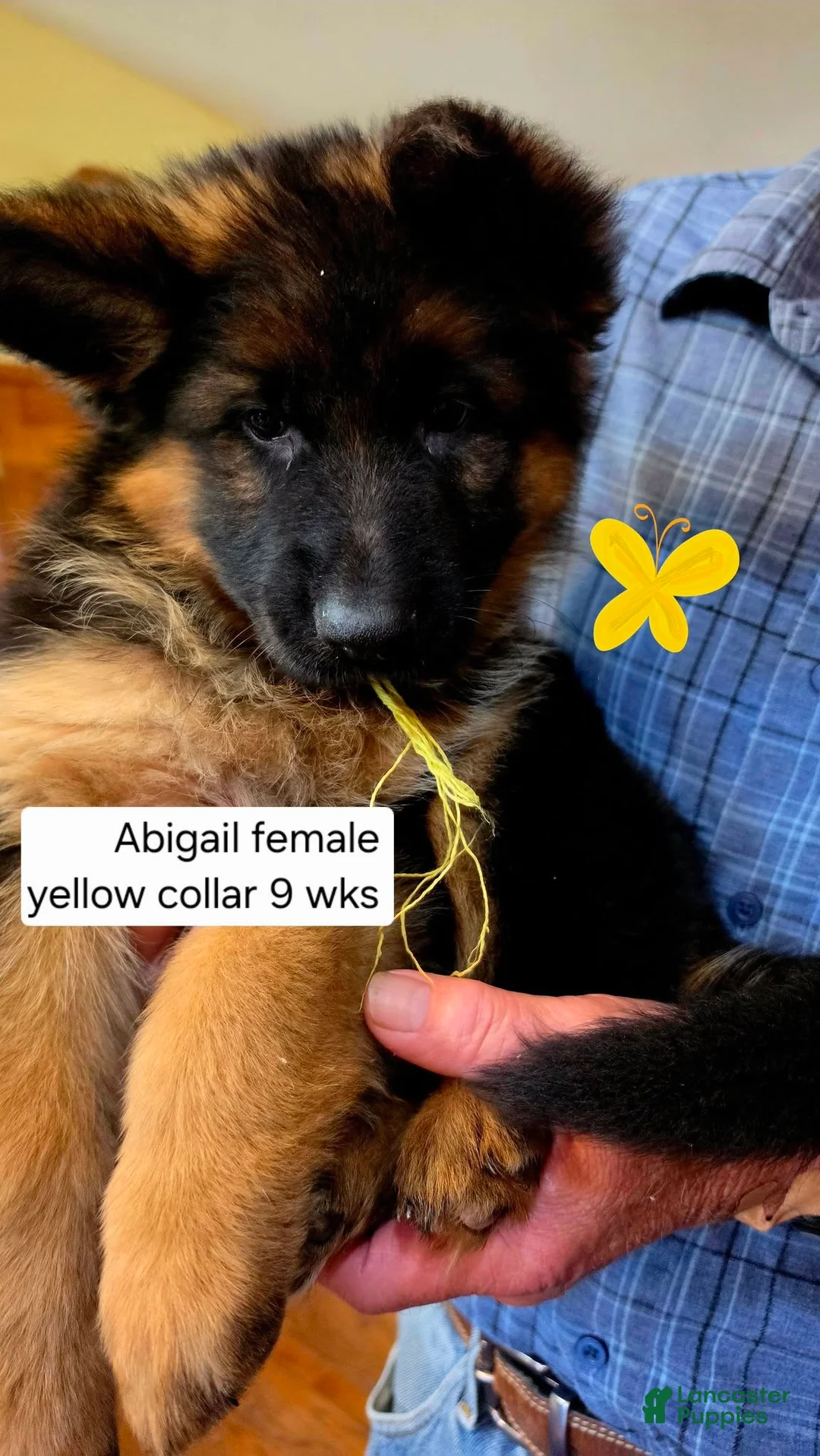 German Shepherd dogs for sale: German Shepherd yellow collar - Ad 2