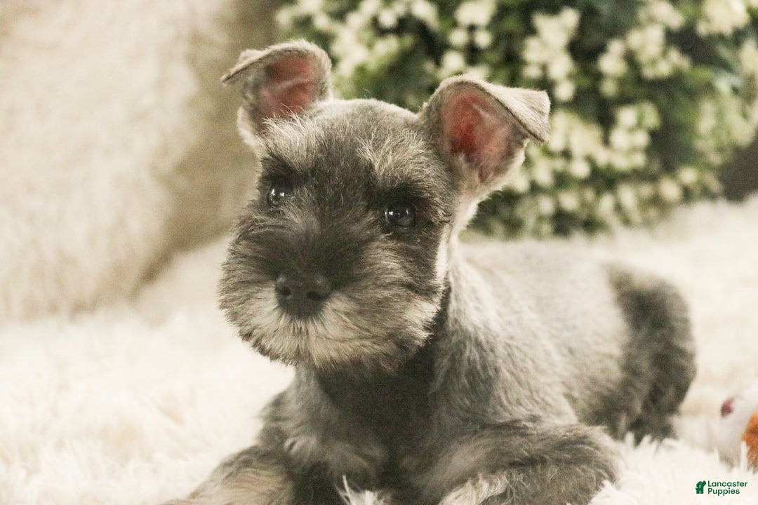 Miniature Schnauzer dogs for sale: Mario - Ad 2