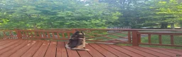 Siberian Husky dogs for sale: Pawvarotti - Ad 11