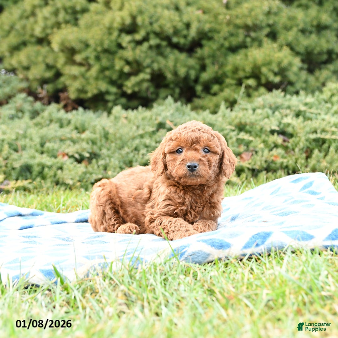 Mini Goldendoodle dogs for sale: Sammy - Ad 5