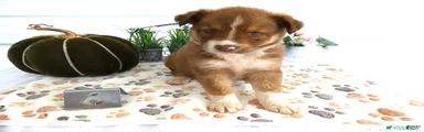 Mixed Breed 6 Blue Ivy
