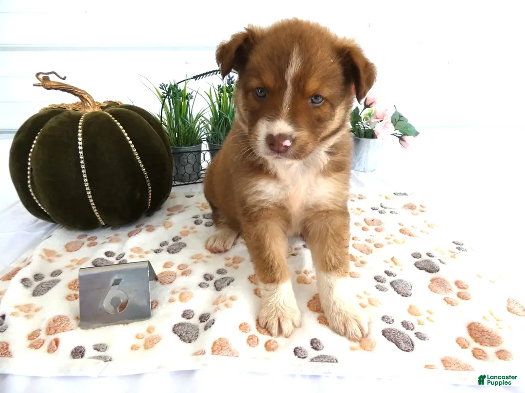 Mixed Breed dogs for sale: Mixed Breed 6 Blue Ivy - Ad 1