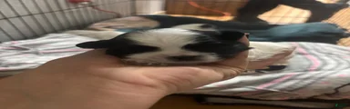 Shih Tzu 2