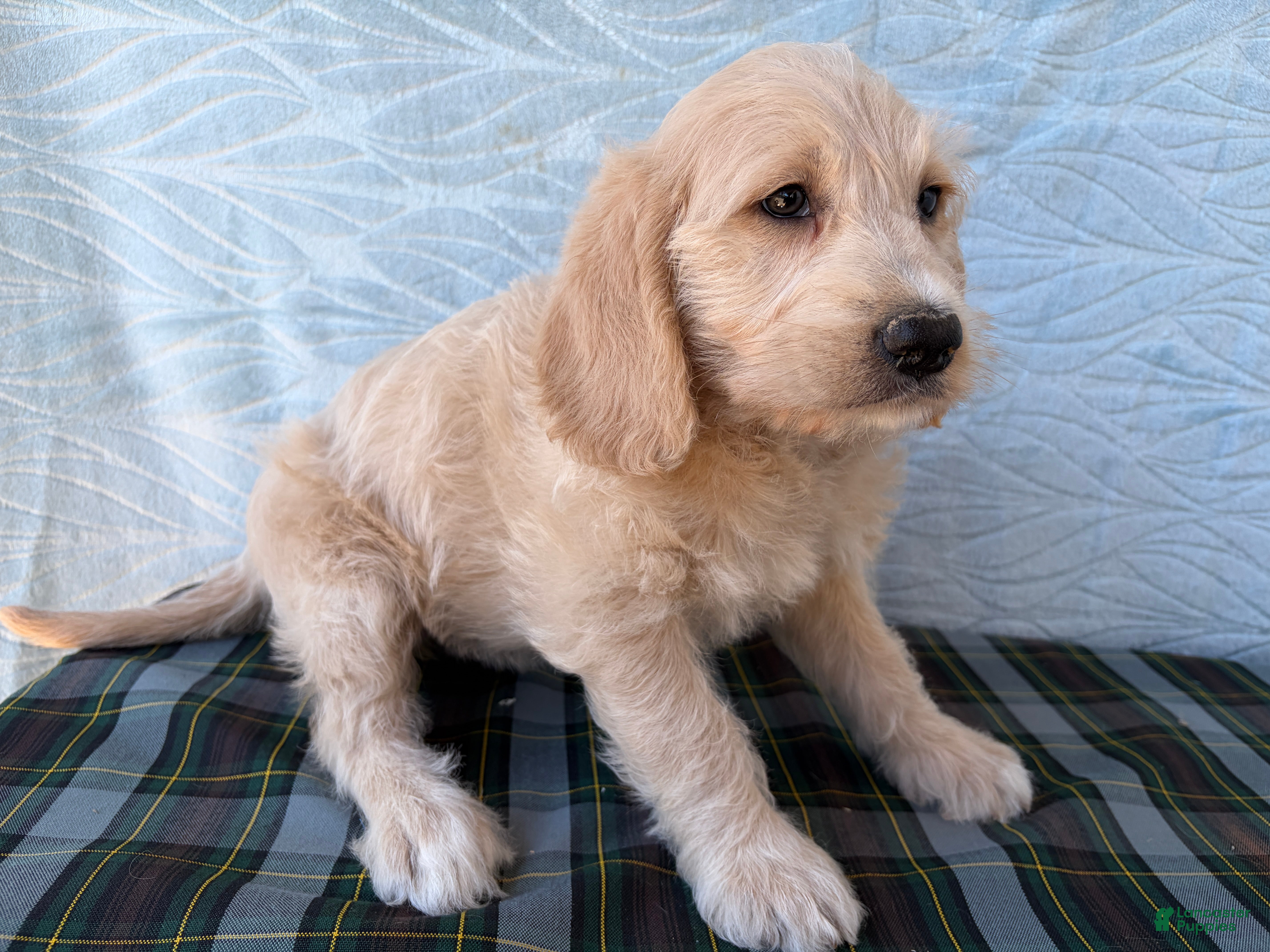 Labradoodle dogs Labradoodle 7 - Ad 1