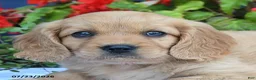 Miniature Golden Retriever dogs for sale: Sunshine - Ad 3