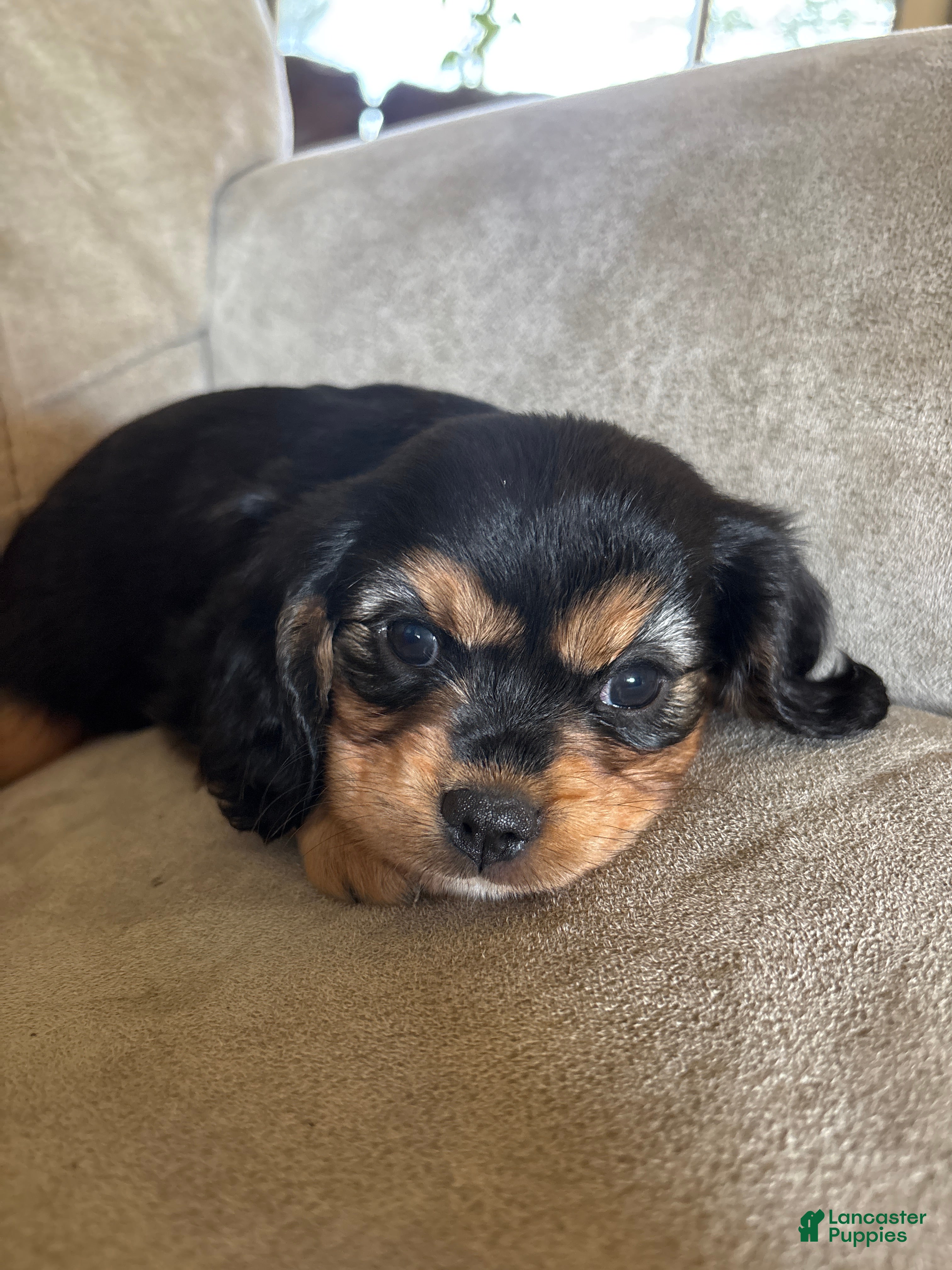 Mixed Breed dogs Eliette - Ad 1